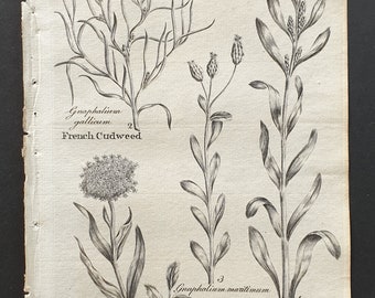 French, Sea, Upright and Catsfoot Cudweed- Original 1802 Culpeper engraving (43)