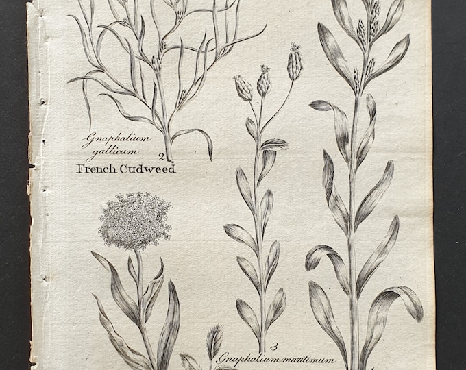 French, Sea, Upright and Catsfoot Cudweed- Original 1802 Culpeper engraving (43)
