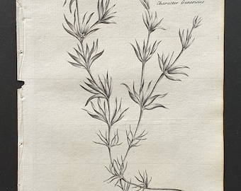 Chickweed Waterwort - Original 1802 Culpeper engraving (41)