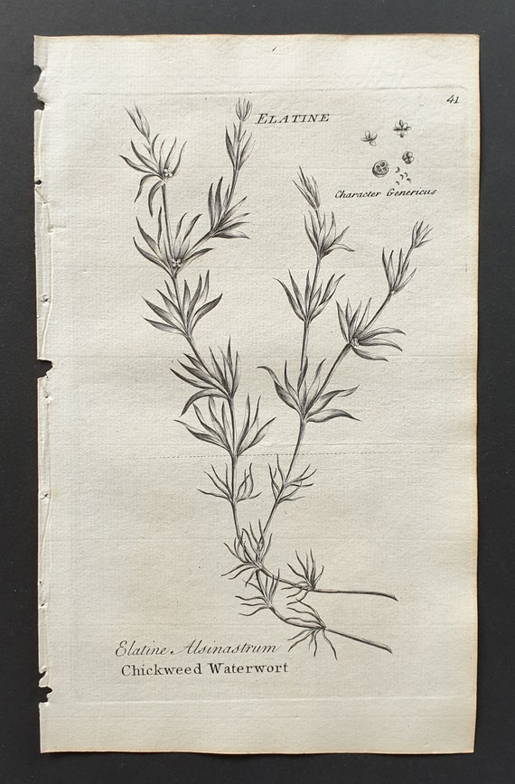 Chickweed Waterwort - Original 1802 Culpeper engraving (41)