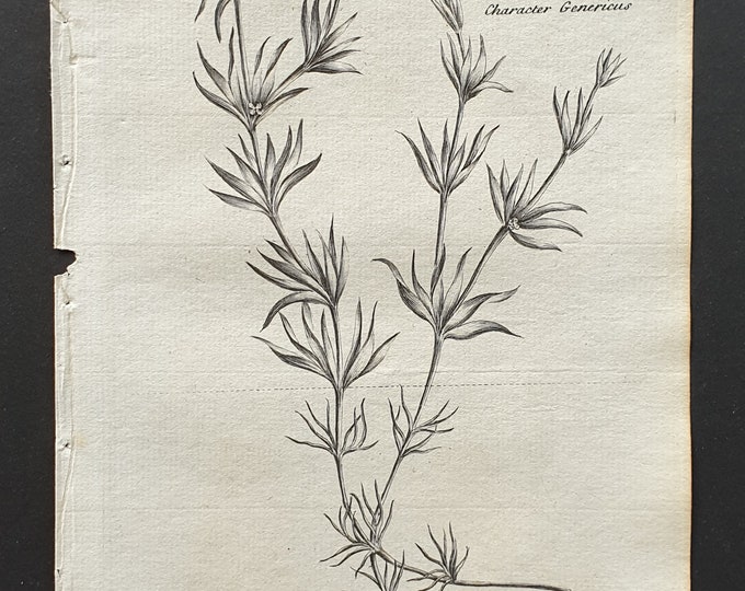 Chickweed Waterwort - Original 1802 Culpeper engraving (41)