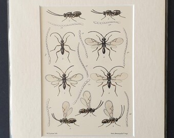 Insects - Original 1890 print in mount