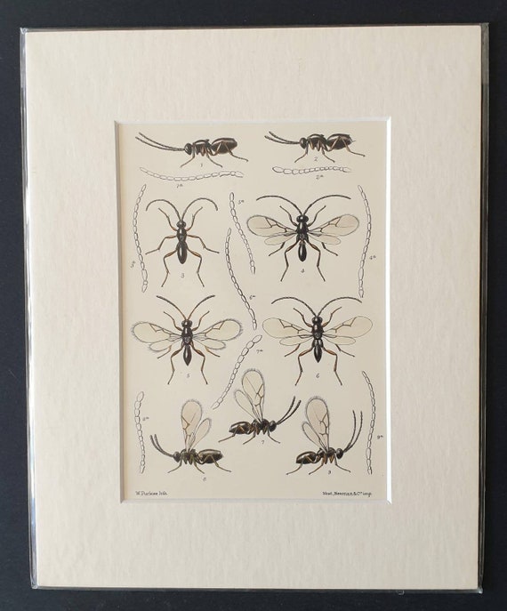 Original 1890 insect print in mount
