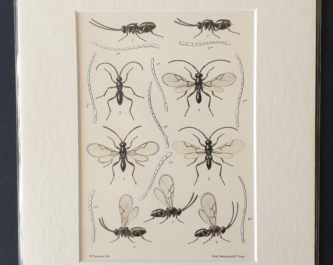 Original 1890 insect print in mount