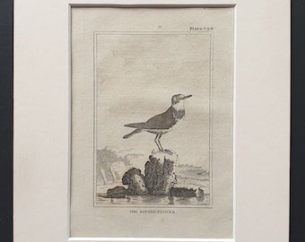 The Ringed Plover -  Original 1812 Buffon print in mount (198)