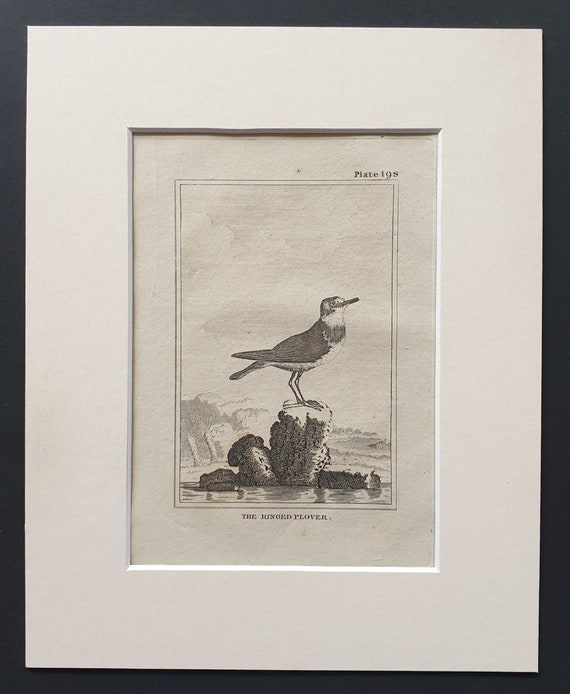 The Ringed Plover -  Original 1812 Buffon print in mount (198)
