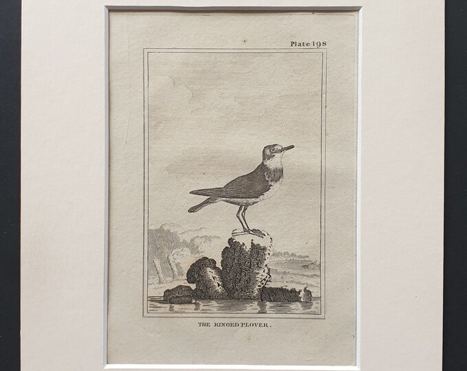 The Ringed Plover -  Original 1812 Buffon print in mount (198)