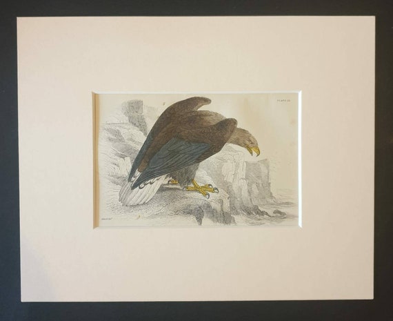 Original c1840 hand coloured bird print in mount - White Tailed Sea Eagle