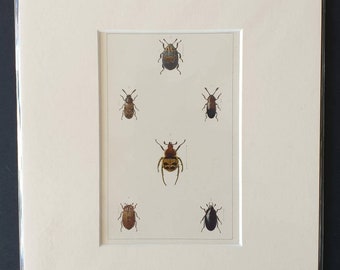 Beetles - Original hand coloured 1890 print in mount