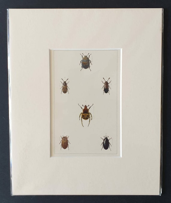 Original hand coloured 1890 beetle print in mount