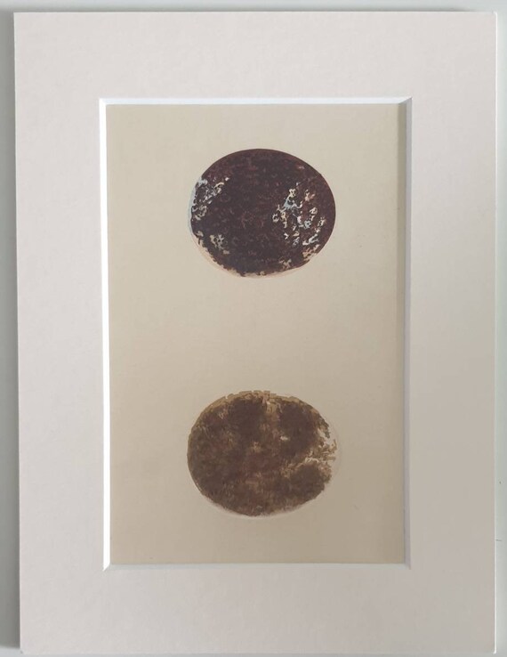 Original 1870 Bird's Eggs prints in mounts
