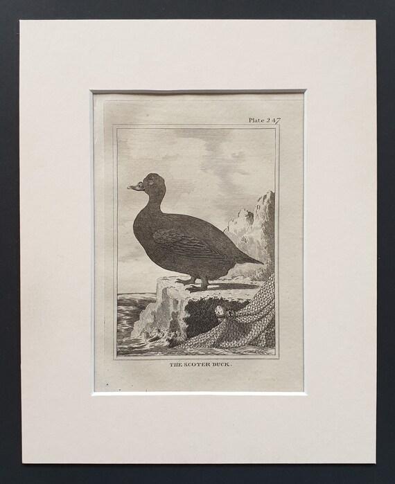 The Scoter Duck -  Original 1812 Buffon print in mount (247)