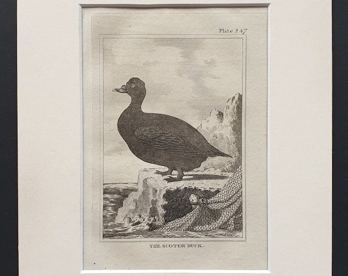 The Scoter Duck -  Original 1812 Buffon print in mount (247)