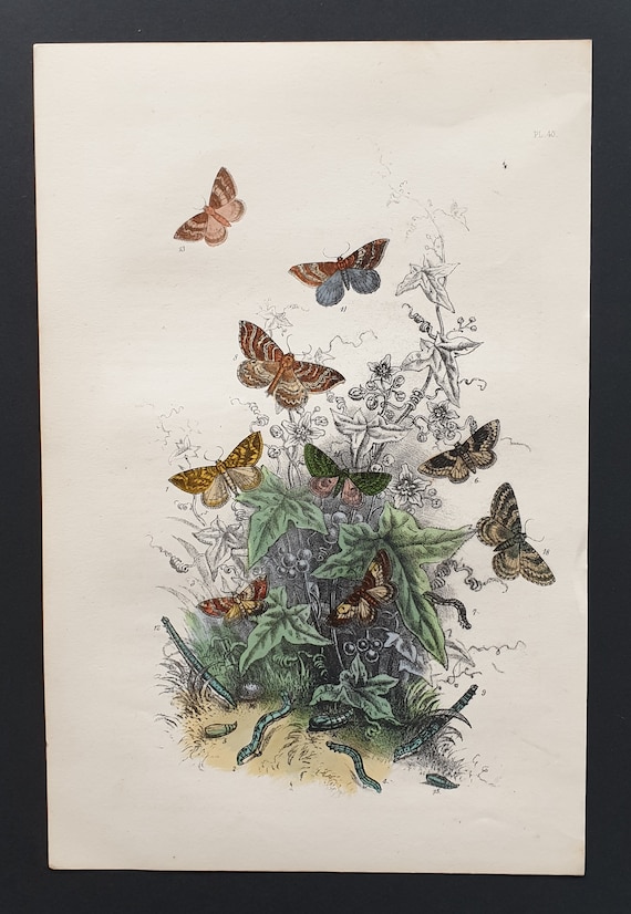 The Northern Spinach Moth and others - Original hand coloured 1860 print