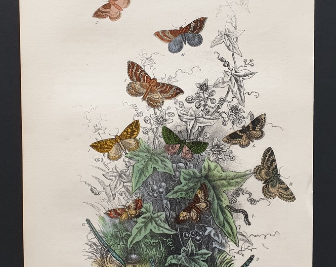 The Northern Spinach Moth and others - Original hand coloured 1860 print