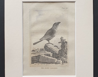 The Grand Tanagre - Original 1812 Buffon print in mount (98)
