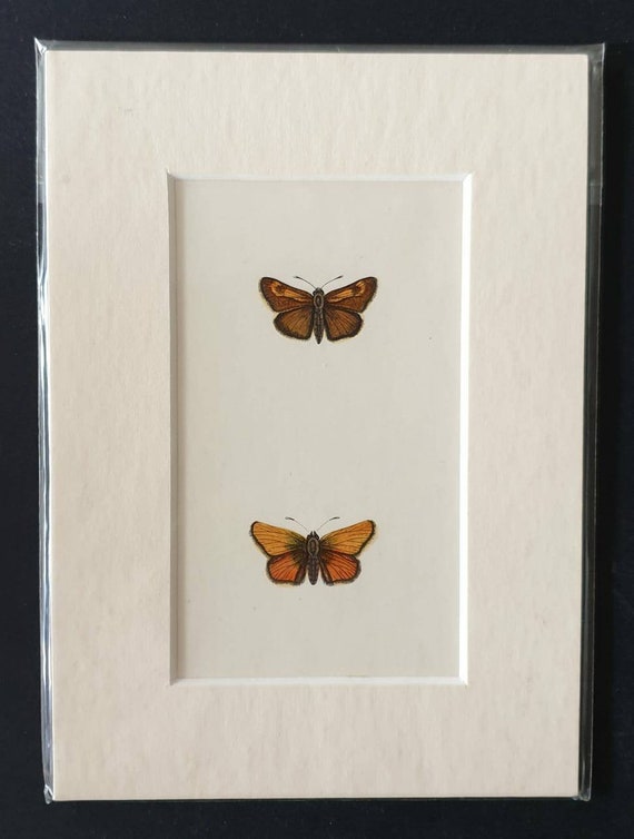 Original 1890 butterflies print in mount