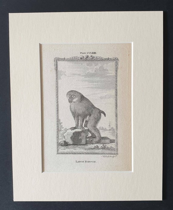 Original 1791 Buffon print in mount - Large Baboon