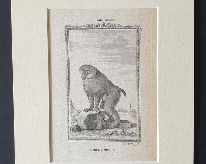 Original 1791 Buffon print in mount - Large Baboon