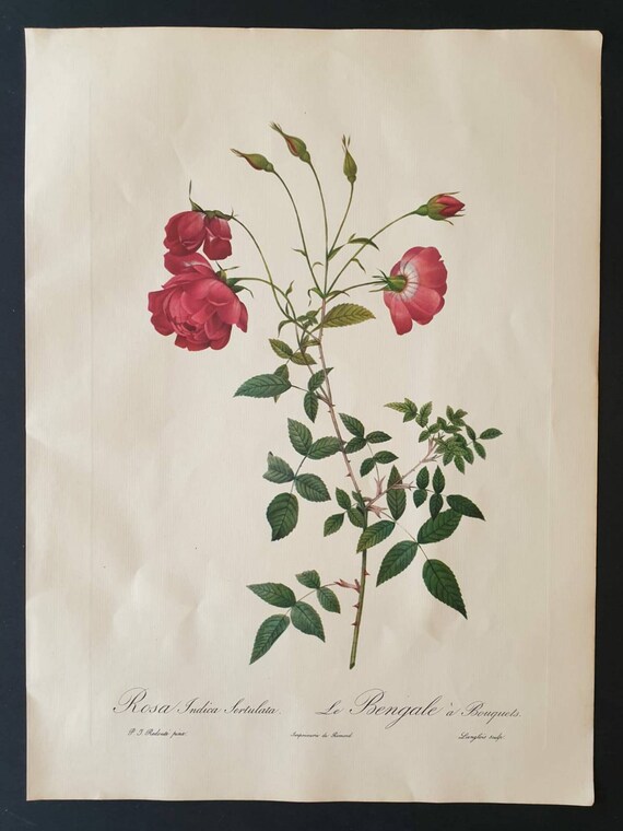 Original 1954 Rose print - Rosa Indica Sertulata