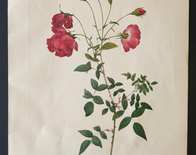 Original 1954 Rose print - Rosa Indica Sertulata