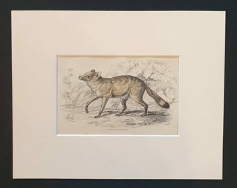 Guaraxa Aguara Fox - Original 1839 hand coloured mammalia print in mount