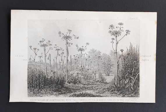 Vegetation of Kamtchtka with tall umbellifers - Original 1866 woodcut print