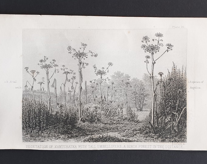Vegetation of Kamtchtka with tall umbellifers - Original 1866 woodcut print