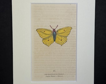 The Brimstone Butterfly - Original 1832 Hand Coloured Antique Print