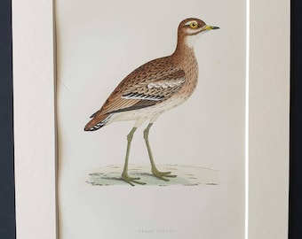 Great Plover - Original 1891 hand coloured bird print in mount