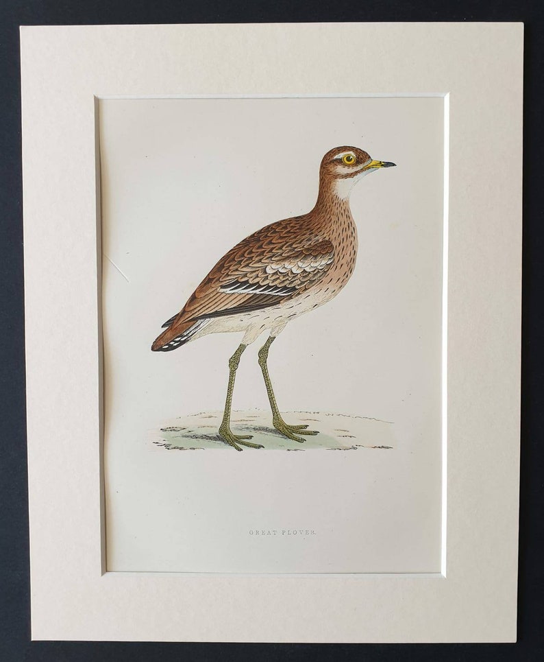Original 1891 hand coloured bird print in mount Great Plover
