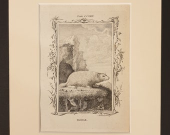 Bobak - Original 1791 Buffon print in mount