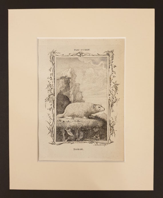 Bobak - Original 1791 Buffon print in mount