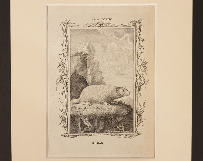 Bobak - Original 1791 Buffon print in mount