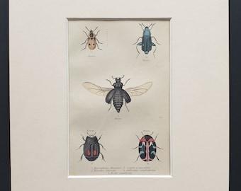Necrophorus Humator etc - Original c1860 hand coloured beetle print in mount