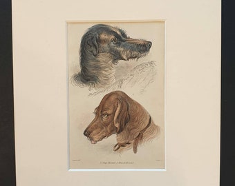 Stag Hound and Blood Hound - Original 1840 hand coloured mammalia print in mount