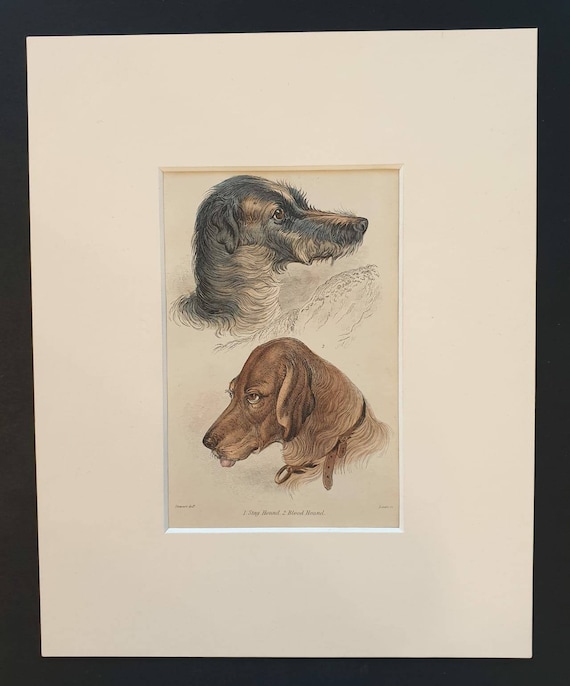 Original 1840 hand coloured mammalia print in mount - Stag Hound and Blood Hound