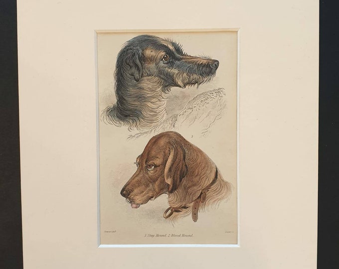 Original 1840 hand coloured mammalia print in mount - Stag Hound and Blood Hound