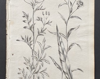 Hoary Groundsell and Marsh Fleabane or Birds Tongue - Original 1802 Culpeper engraving (65)