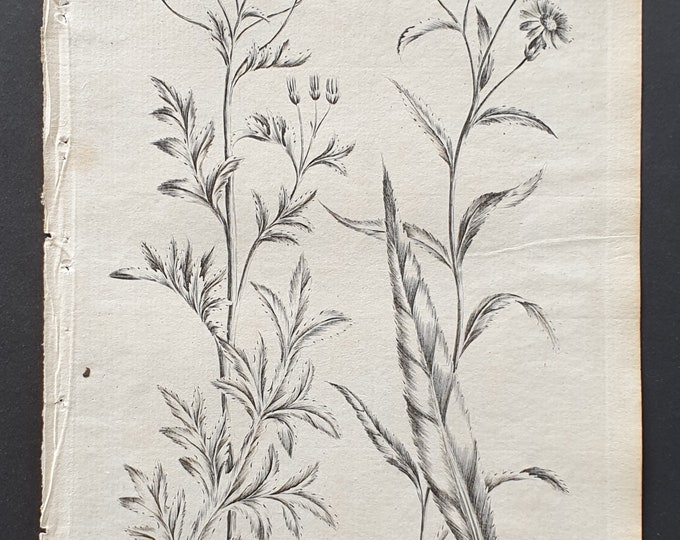 Hoary Groundsell and Marsh Fleabane or Birds Tongue - Original 1802 Culpeper engraving (65)
