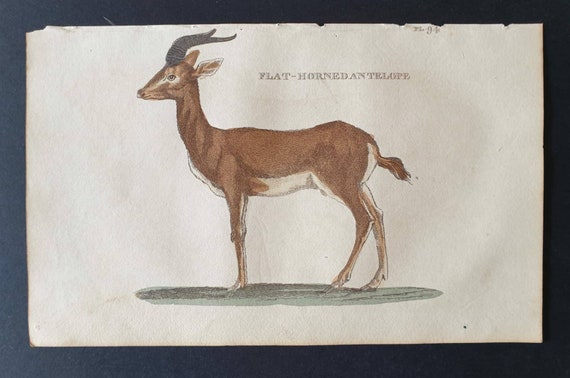 Original 1821 hand coloured animal print - Flat Horned Antelope