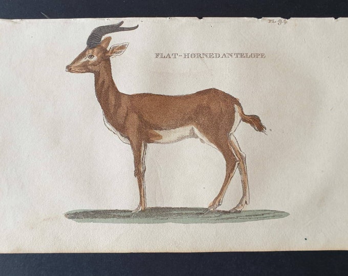 Original 1821 hand coloured animal print - Flat Horned Antelope