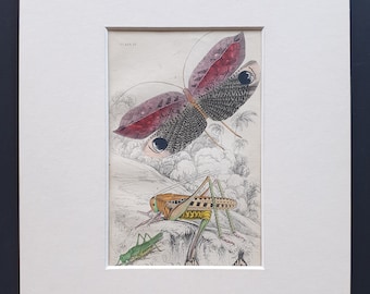 Grasshoppers (Acrida Viridissima, Acrida Verrucivora) and Pterophylla Ocellata - Original c1860 hand coloured insect print in mount