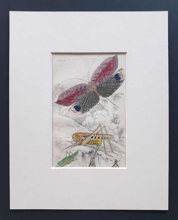 Grasshoppers (Acrida Viridissima, Acrida Verrucivora) and Pterophylla Ocellata - Original c1860 hand coloured insect print in mount