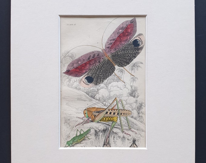 Grasshoppers (Acrida Viridissima, Acrida Verrucivora) and Pterophylla Ocellata - Original c1860 hand coloured insect print in mount