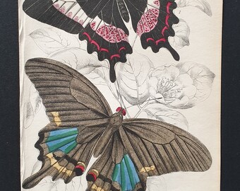 Papilio Ascanius, Papilio Paris - Original c1840 hand coloured print