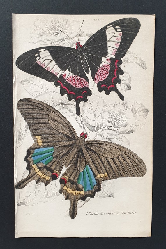 Papilio Ascanius, Papilio Paris - Original c1840 hand coloured print