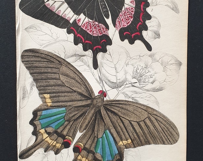Papilio Ascanius, Papilio Paris - Original c1840 hand coloured print