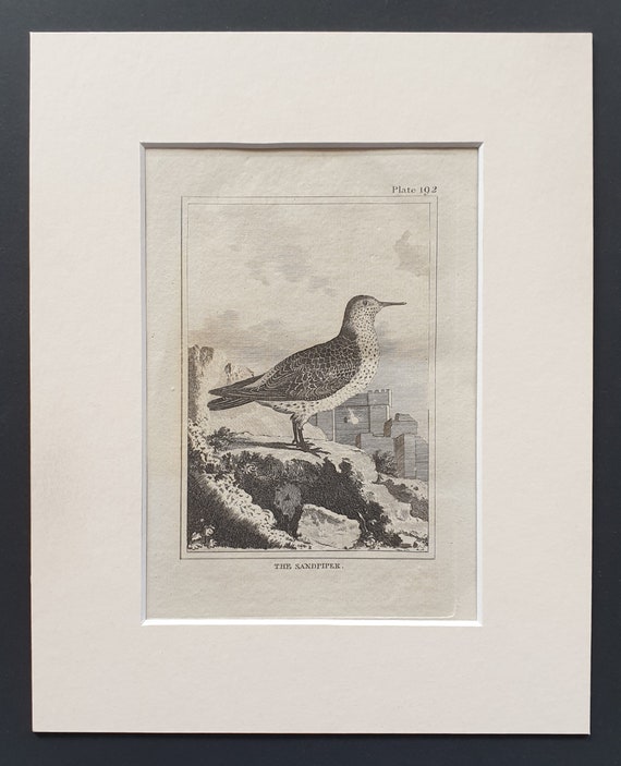 The Sandpiper -  Original 1812 Buffon print in mount (192)