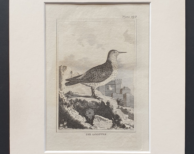 The Sandpiper -  Original 1812 Buffon print in mount (192)
